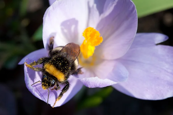 Crocus en hommel — Stockfoto