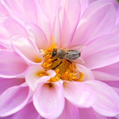 Arı ve pembe dhalia