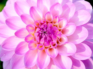 pembe dhalia portre