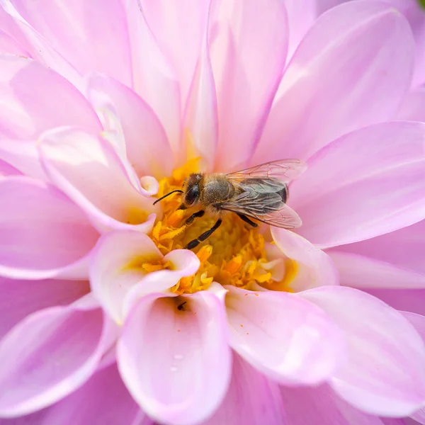 Bee and pink Dhalia — Stock Photo, Image