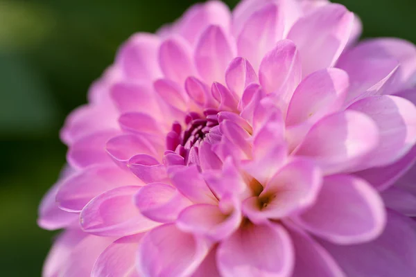 Pink Dhalia close-up — Fotografia de Stock
