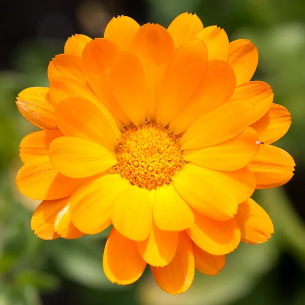 Pot marigold — Stock Photo, Image