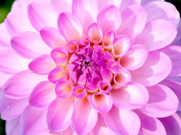 Roze dhalia close-up — Stockfoto