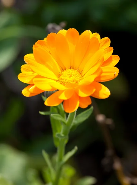 Pot marigold — Stock Photo, Image