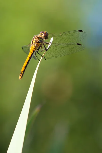 Darter venato rosso (Sympetrum fonscolombii ) — Foto Stock