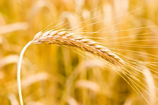 Goldenes Weizenfeld — Stockfoto