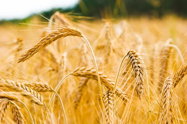 Goldenes Weizenfeld — Stockfoto