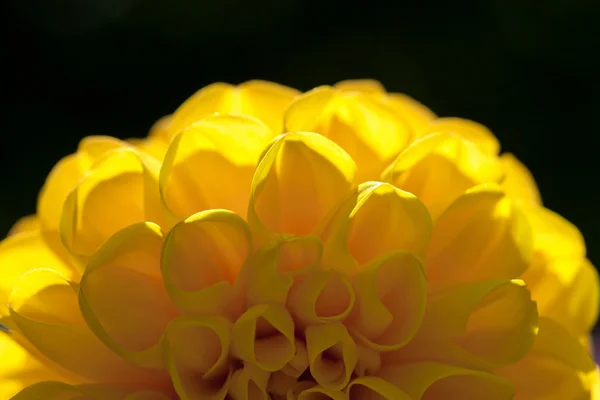 Gele Dhalia bloem — Stockfoto