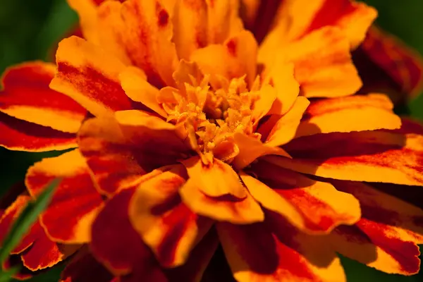 Французская Мэриголд (Tagetes patula ) — стоковое фото