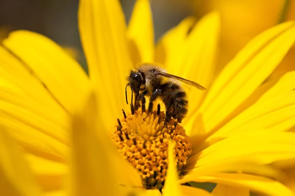 Bee gathering pollen — Stock Photo, Image
