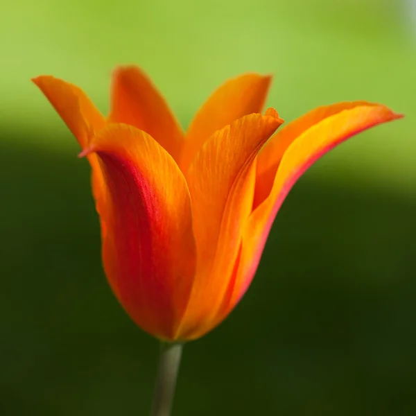 Tulipano rosso — Foto Stock