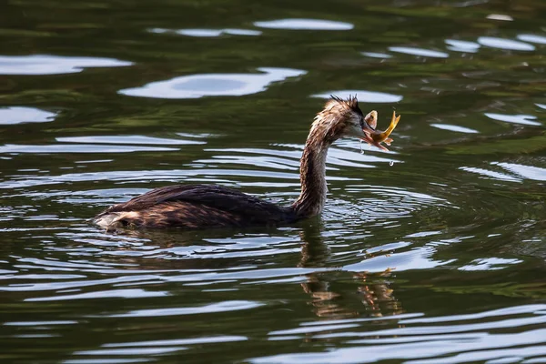 Grote Kuif Grebe Podiceps Cristatus Met Zijn Bidden Gemeenschappelijke Baars — Stockfoto