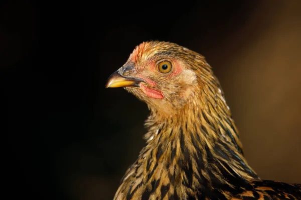 Vrije Uitloop Kip Een Traditionele Pluimveehouderij — Stockfoto