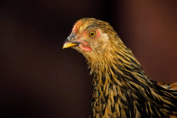 Kurczak Wolnym Wybiegiem Tradycyjnym Gospodarstwie Drobiarskim — Zdjęcie stockowe