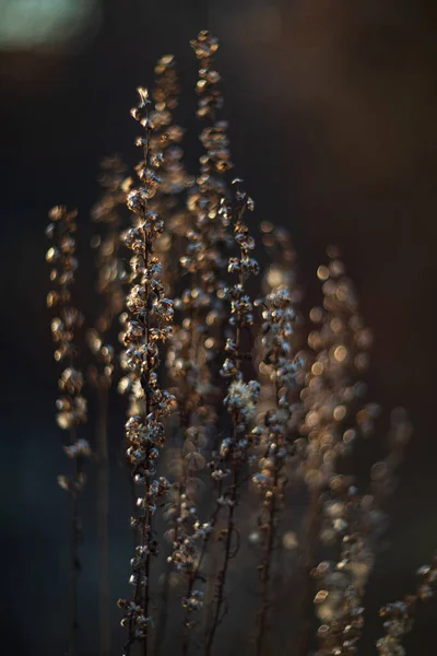 暖かい日没の光の中で野生のハーブや草 乾燥した野の花と秋の牧草地 選択的なソフトフォーカスと落ち着いた色 — ストック写真