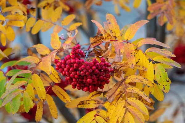 Rowan Europeo Sorbus Aucuparia Con Pomo Maturo Colori Autunnali Nella — Foto Stock