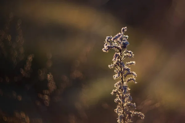 暖かい日没の光の中で野生のハーブや草 乾燥した野の花と秋の牧草地 選択的なソフトフォーカスと落ち着いた色 — ストック写真