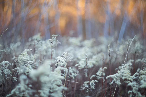 Hierbas Silvestres Hierba Cálida Luz Del Atardecer Pradera Otoño Con —  Fotos de Stock