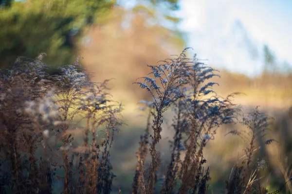 Wilde Kräuter Und Gras Warmen Sonnenuntergang Herbstwiese Mit Getrockneten Wildblumen — Stockfoto