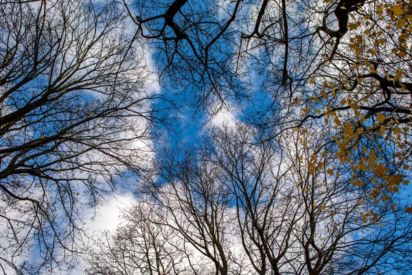 晩秋のチラシの木の上を見上げます 秋の背景 — ストック写真