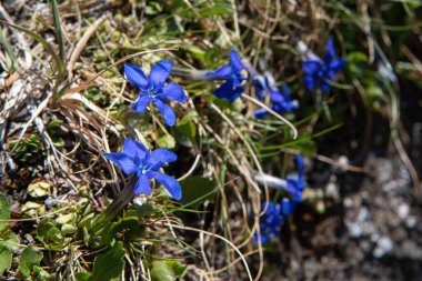 Gentiana verna (Bahar Gentyası) Alplerde büyüyen vahşi doğada