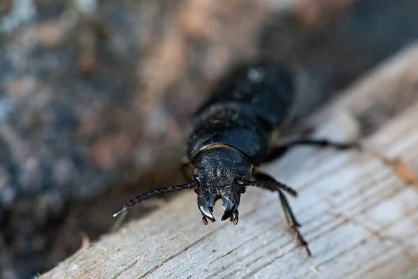 Escarabajo Spondylis Buprestoides Retrato Primer Plano Desierto —  Fotos de Stock