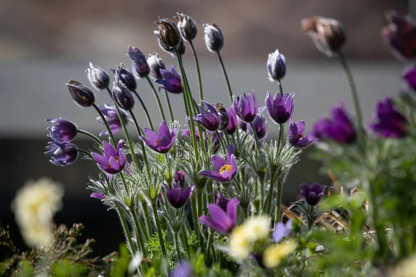 Pasqueflower Pulsatilla Vulgaris Primavera — Foto Stock