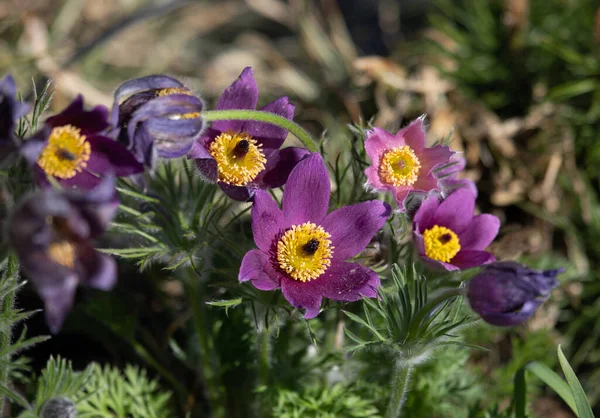 İlkbaharda Pasqueflower (Pulsatilla vulgaris)
