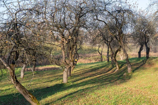 Apfelbäume Spätherbst Obstgarten — Stockfoto