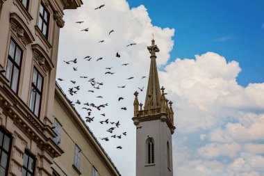 Avusturya, Viyana 'da Albertina' da Josefsplatz 'daki Augustinian kilisesinin çanlarından korkan kuşlar uçuyor.