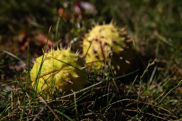 未開封のスパイシーな殻の栗の種 秋の自然 — ストック写真