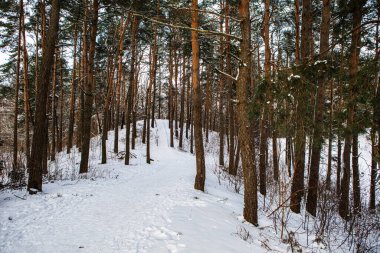 Kışın donuk orman manzarasında karlı ağaçlar. Seskines Ozas Parkı, Vilnius, Litvanya