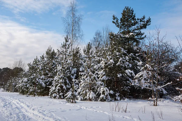 Schneebedeckte Bäume Der Vereisten Waldlandschaft Winter Seskines Ozas Park Vilnius — Stockfoto