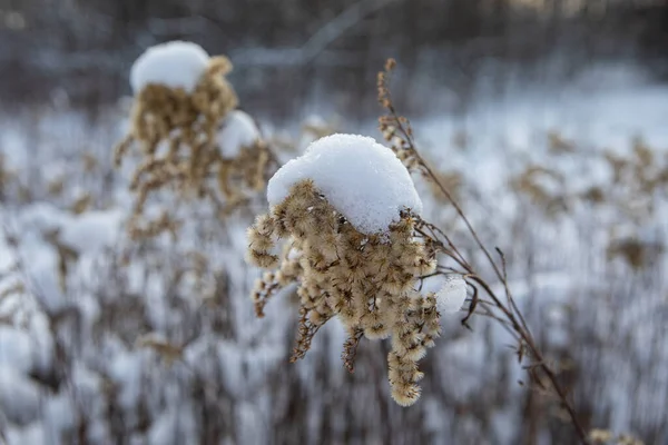 Flores Silvestres Secas Nevadas Cenário Prado Geado Inverno Parque Seskines — Fotografia de Stock