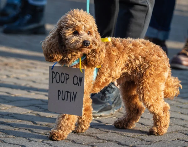 Vilnius Lituânia Março 2022 Dog Segura Sinal Com Inscrição Poop — Fotografia de Stock