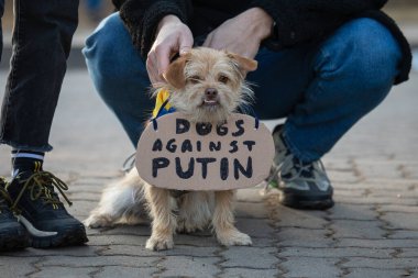 Vilnius, Litvanya - 2 Mart 2022 Ukrayna yakınlarındaki Rus Büyükelçiliği 'ndeki savaşı protesto eden Köpek, 