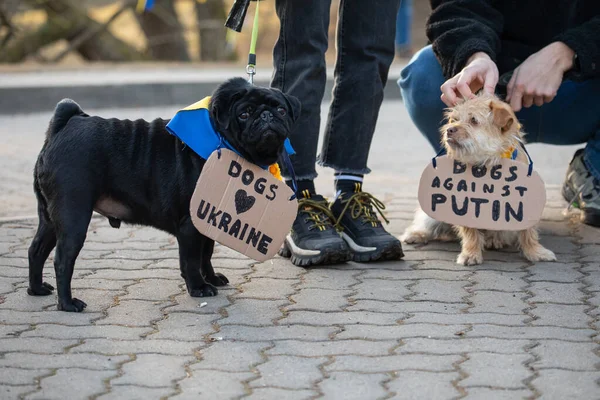 Vilnius Litauen März 2022 Hunde Halten Schilder Mit Der Aufschrift — Stockfoto
