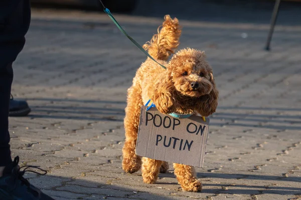 리투아니아 우크라이나 러시아 대사관에서의 전쟁에 반대하는 Poop Putin 이라는 문구가 — 스톡 사진