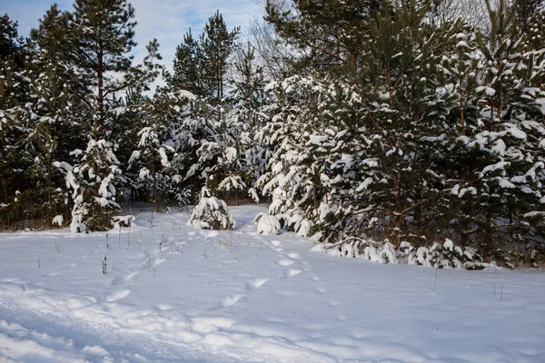 Árboles Nevados Paisaje Del Bosque Helado Invierno Parque Seskines Ozas —  Fotos de Stock