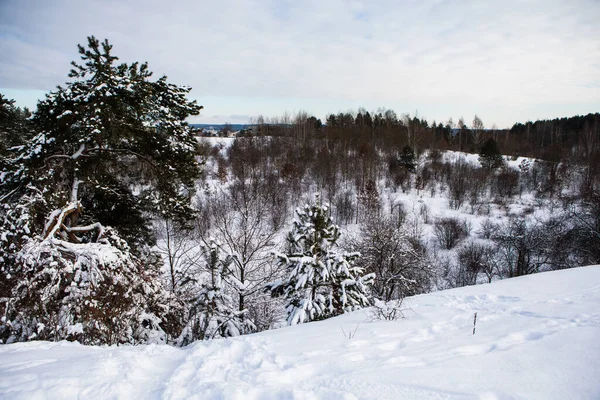 Snöiga Träd Det Frostade Skogslandskapet Vintern Seskines Ozas Park Vilnius — Stockfoto