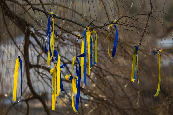 Nastri Sui Rami Albero Simboli Dell Ucraina Blu Giallo Sono — Foto Stock