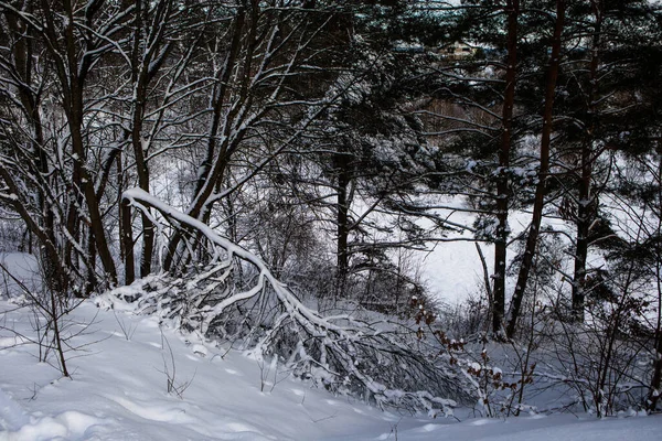 Snöiga Träd Det Frostade Skogslandskapet Vintern Seskines Ozas Park Vilnius — Stockfoto