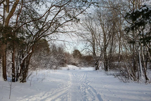 Schneebedeckte Bäume Der Vereisten Waldlandschaft Winter Seskines Ozas Park Vilnius — Stockfoto