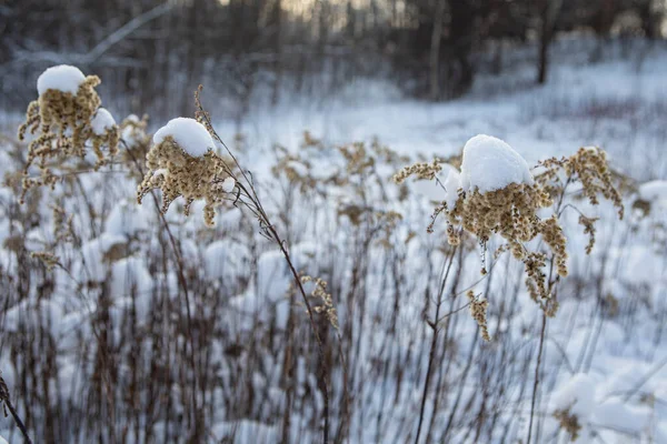 Fiori Selvatici Secchi Nevosi Nel Paesaggio Prato Ghiacciato Inverno Parco — Foto Stock