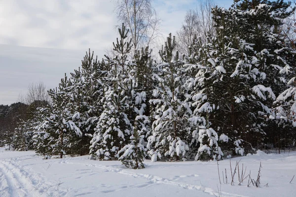 Árvores Nevadas Cenário Florestal Fosco Inverno Parque Seskines Ozas Vilnius — Fotografia de Stock