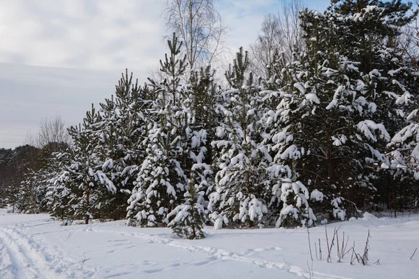 Árboles Nevados Paisaje Del Bosque Helado Invierno Parque Seskines Ozas —  Fotos de Stock