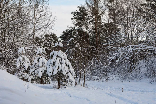 Kışın Donuk Orman Manzarasında Karlı Ağaçlar Seskines Ozas Parkı Vilnius — Stok fotoğraf