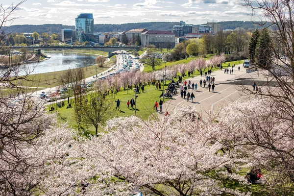 Vilna Lituania Abril 2022 Gente Admira Las Flores Cerezo Sakura — Foto de Stock