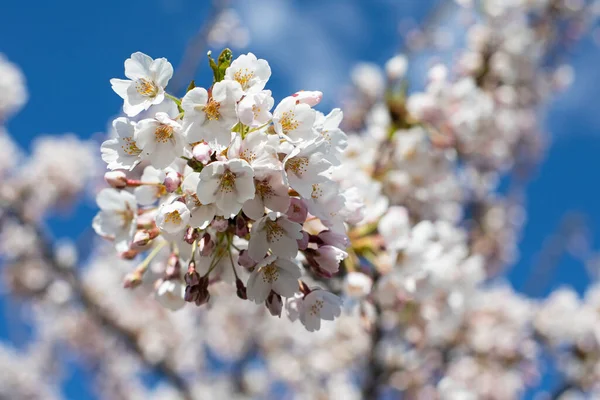 Sakura kiraz ağaçları çiçek Chiune Sugihara Sakura Park, Vilnius, Litvanya