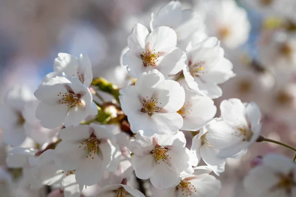 Sakura Cherry Trees Blossoming Chiune Sugihara Sakura Park Vilnius Lithuania — Stock Photo, Image